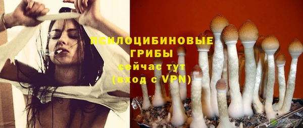 стафф Алзамай