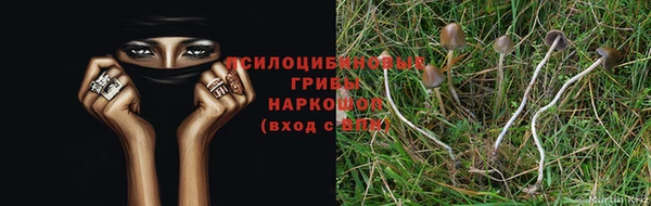 ПСИЛОЦИБИНОВЫЕ ГРИБЫ Алексин